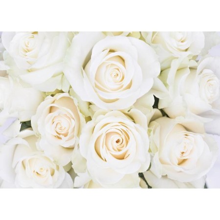Wallpaper "White Roses", 8 sheets, 280 × 200 cm