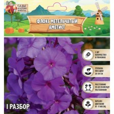 Флокс метельчатый "Аметист", р-р I, 2 шт, Весна 2024