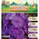 Flocus blizzard "Amethyst", rr I, 2 pcs, spring 2024