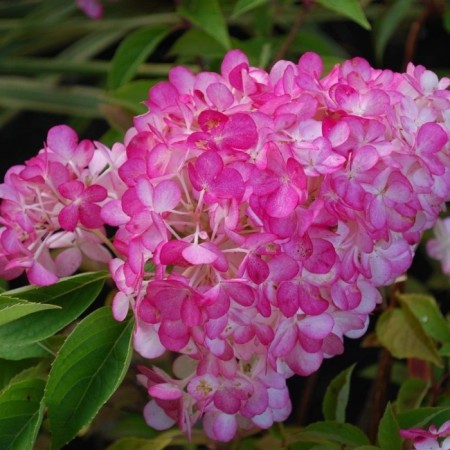 Hydrangea blizzard Sandey Frez, C3 pot, H10-50 height, 1 pc, summer 2024