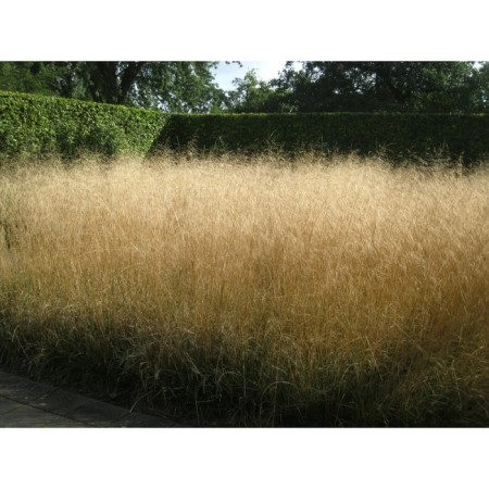 Lugovik Dereniy (pike) Goldtau, C2 pot, H10-50 height, 1 pc, summer 2024