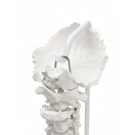 Lumbar spine "Luminer, hip joint" 40*26cm-1