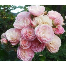 Seedling rose musku hybrids 