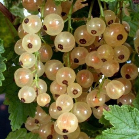 Currants White Versailles White, C2 pot, H20-40 Height, 1 pc, summer 2024