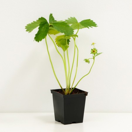 Strawberries Garden Vim Zanta, P9 Pot, 1 pc, summer 2024-1