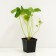 Strawberries Garden Vim Zanta, P9 Pot, 1 pc, summer 2024
