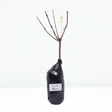 Edible honeysuckle (Northern Garden series) "Black Siberia", 1 pc, tube, spring 2024-2