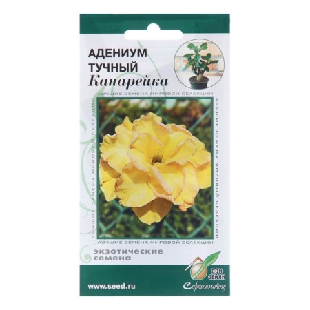 Fully flowers adenium fat "Canary", 3 pcs