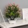 Bonsai in the Liliana Premium pot 25x12 cm, mix