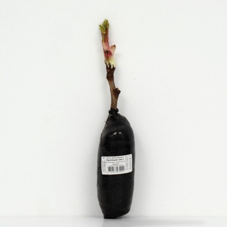 PION of tree -like (vaccinated on grassy) "red leaf" 1 pc, tube, spring 2025-2