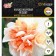 Narcissus Terry Treasury, rr 12/14, 4 pcs, autumn 2024