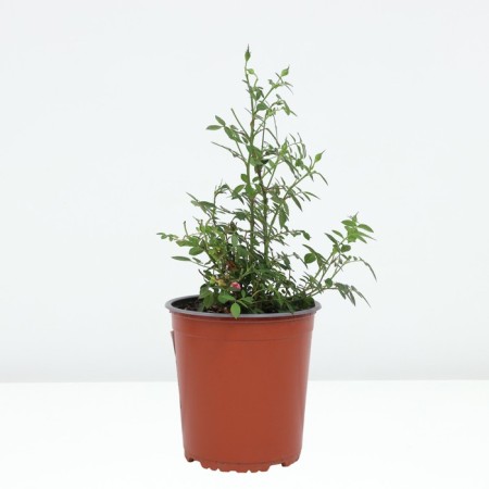 Rose groundcover miniature Orinj, C3.5 pot, H15-25, 1 pc, summer 2024-1