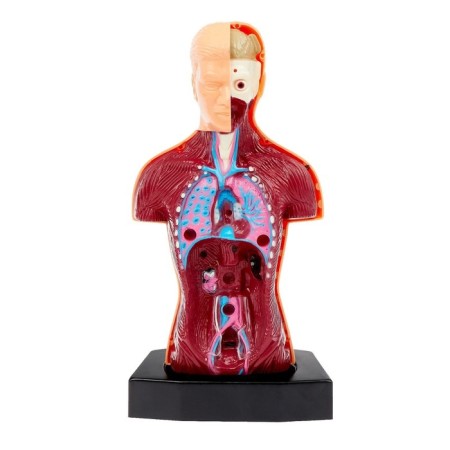 Scientific experience "Body structure"-3