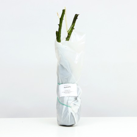 Seedling rose tea-hybrid bounty vay, 1 pc, spring 2024-3