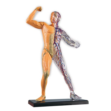 Scientific experience "human body", in the package