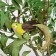 A bird for decoration and floristry, on a clothespin, mix, plastic, 1 pc., 8 x 8 cm