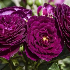 Seedling rose 