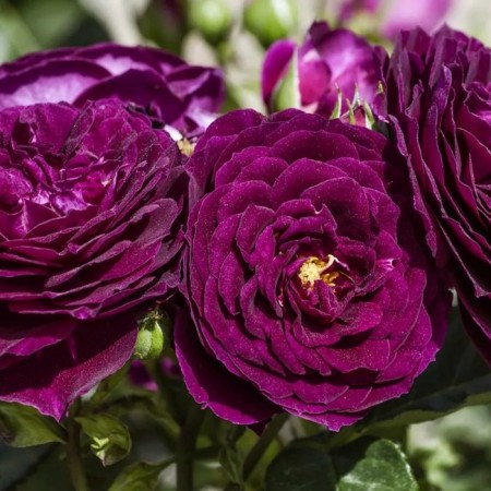 Seedling rose "EBB Tid", tube, spring 2025