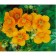 Lapceta shrub mango tango, C2 pot, 1 pc, summer 2024
