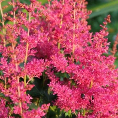 Astilba hybrid junik Ruby Red, C1.5 pot, H10-50 height, 1 pc, summer 2024