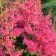 Astilba hybrid junik Ruby Red, C1.5 pot, H10-50 height, 1 pc, summer 2024