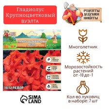Гладиолус Крупноцветковый "Вуэлта", р-р 8/10, 7 шт,
