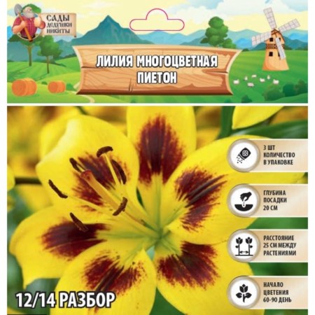 Lilia multicolored "Pieteton", rr 12/14, 3 pcs, spring 2024