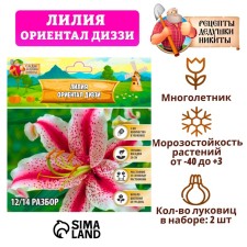 Лилия "Ориентал Диззи", р-р 14/16, 2 шт,