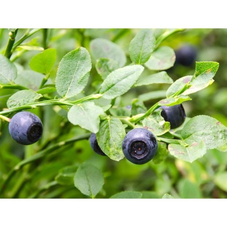 Common blueberries, s2 pot, H15-35 height, 1 pc, summer 2024