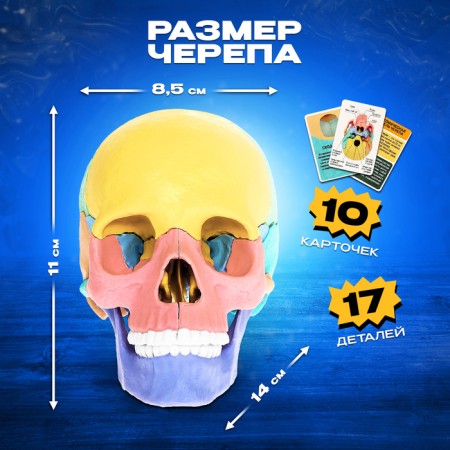 Set for experiments "Human Skull", anatomical model-2
