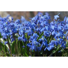Siberian Siberian Blue, 7/8 rr, 10 pcs, 10 h (cm), autumn 2024