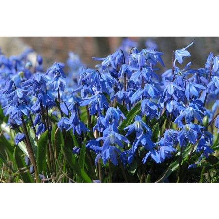 Siberian Siberian Blue, 7/8 rr, 10 pcs, 10 h (cm), autumn 2024