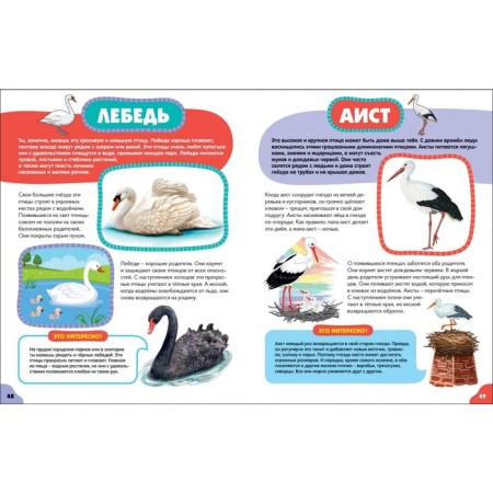 Birds for kids-6