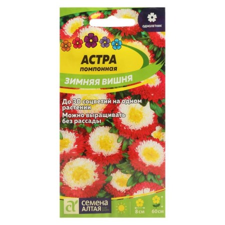 Seeds of flowers Astra "Winter Cherry", pomponal, sed. ALT, c/p, 0.2 g