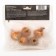 Tulip Triumph Hyundai, rr 11/12, 5 pcs, autumn 2024