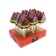 Lollice Caramel on a stick, Dendy Candy