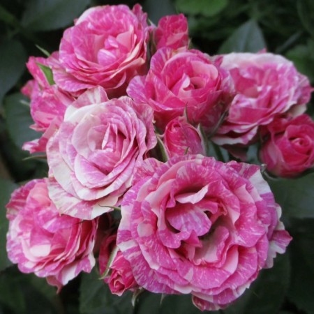 Seedling rose "Pink Flash", tube, spring 2025