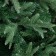 Christmas tree "Royal" 210 cm D of the lower tier 150 cm 1333 branches