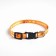 A collar for dogs with Fasteks "Favorite", 30 x 1 cm