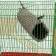 House "Ring" for rodents, 25*10*10 cm, whirlwind, brown