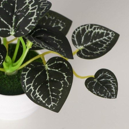 Bonsai in the pot "Anturium Crystal Elegant" 6x11 cm, green-1