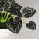 Bonsai in the pot "Anturium Crystal Elegant" 6x11 cm, green