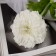 Artificial flowers "chrysanthemum lux" d-9 cm, 50 cm, white