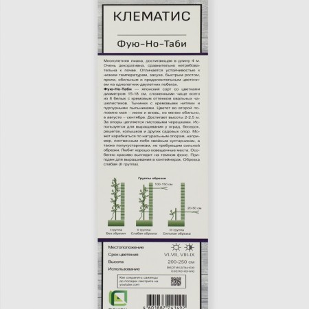 Clematis large-flowered "Fu----Tabi", 1 pc, tube, spring 2025-1