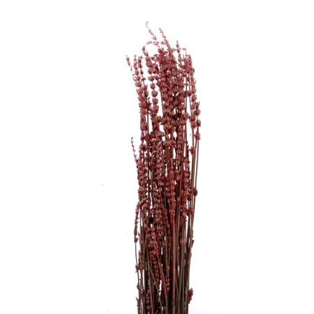 Sukhotzet "Lavender narrow -leaved", pink, 50 - 100 g in packaging-1