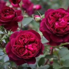 Seedling rose 