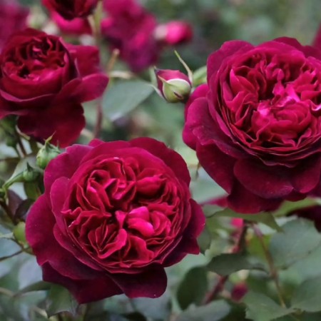 Seedling rose "Mansted Wood", tube, spring 2025