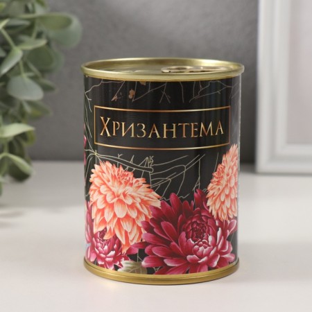 Growing grass "Chrysanthemum"-2
