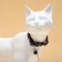 Fly collar "fish" luminous, with a bell and suspension, 30 x 1 cm, polyester, black