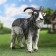 Garden figure "Horned goat" 40x18x33.5cm